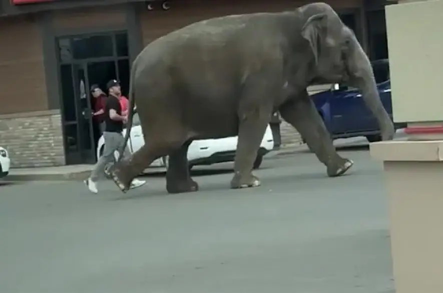 V americkom mestečku ušla slonica z cirkusu, prechádzala sa medzi autami na rušnej ceste +VIDEO