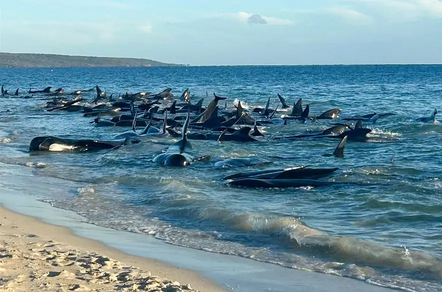 130 uviaznutých veľrýb na pláži v Západnej Austrálii sa podarilo zachrániť