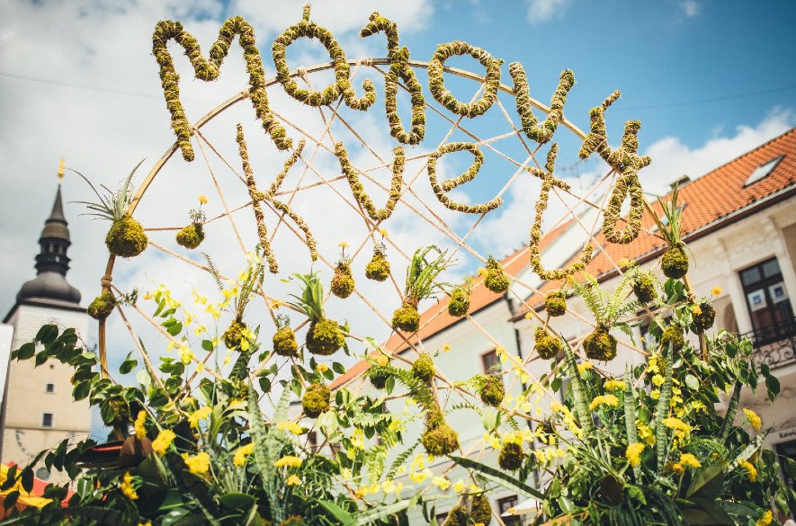 Májový kvet urobí z Trnavy najvoňavejšie a najfarebnejšie mesto