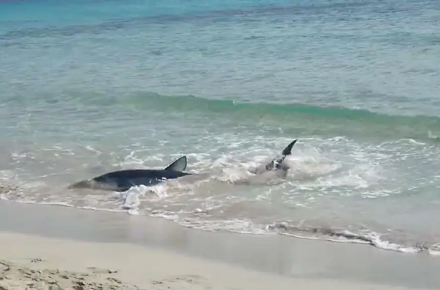 Panika v dovolenkovom raji: Žralok krúžil okolo rodiny s dieťaťom  + VIDEO