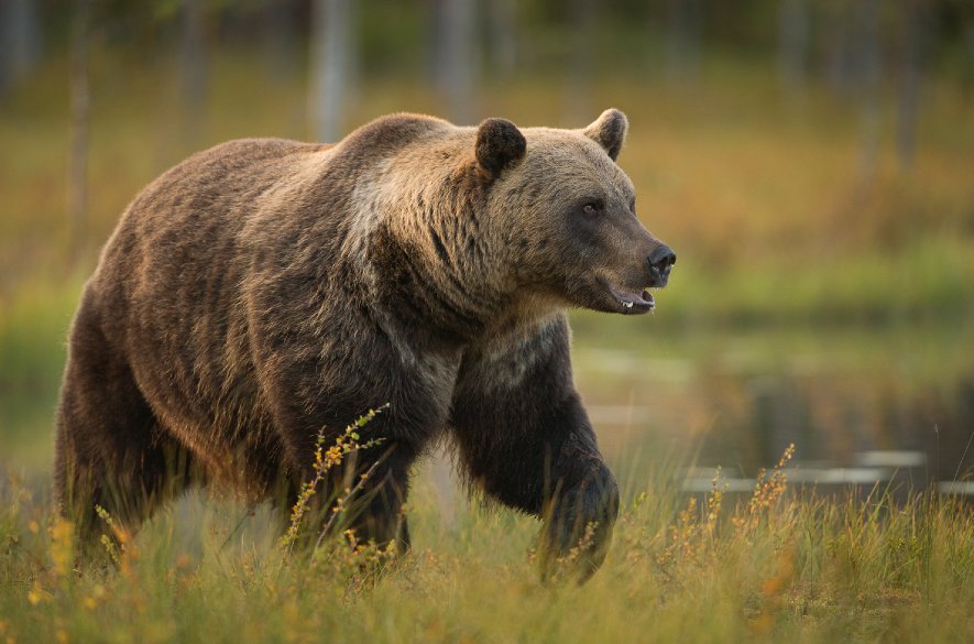 Japonsko: Pozor na útoky medveďov!