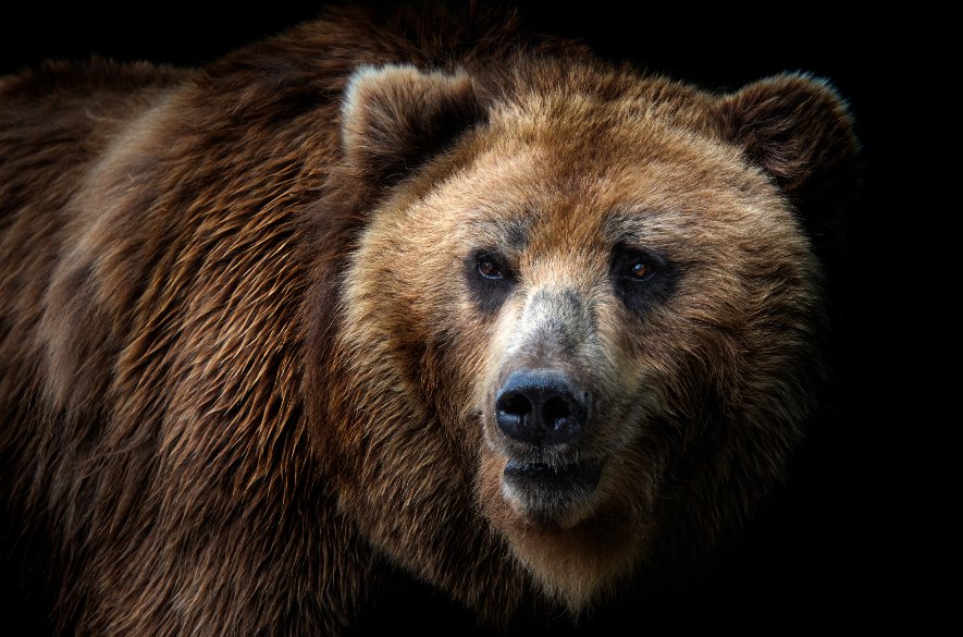 Tarabov zákon o zjednodušenom odstrele medveďov prešiel ústavnou väčšinou