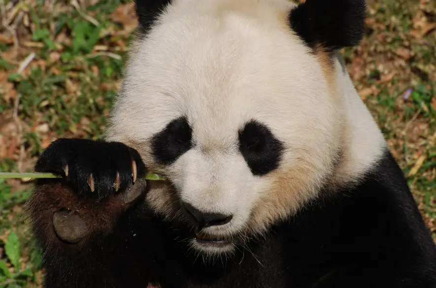 Čína pošle washingtonskej zoo dve mláďatá pandy veľkej. Zlepšia sa vzťahy USA - Čína? + VIDEÁ