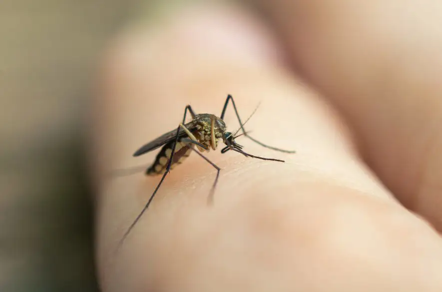 WHO: Sme znepokojení rastom prípadov horúčky dengue