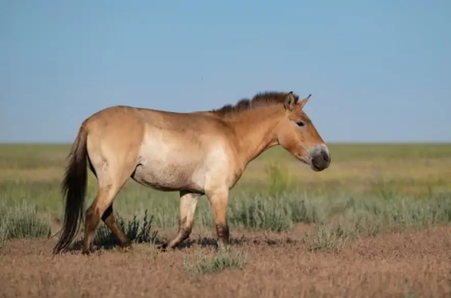 Divoké kone sa po dvoch storočiach vracajú do kazašských stepí