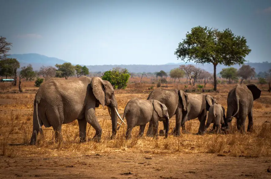 Africké slony sa navzájom volajú jedinečnými menami, ukazuje nová štúdia