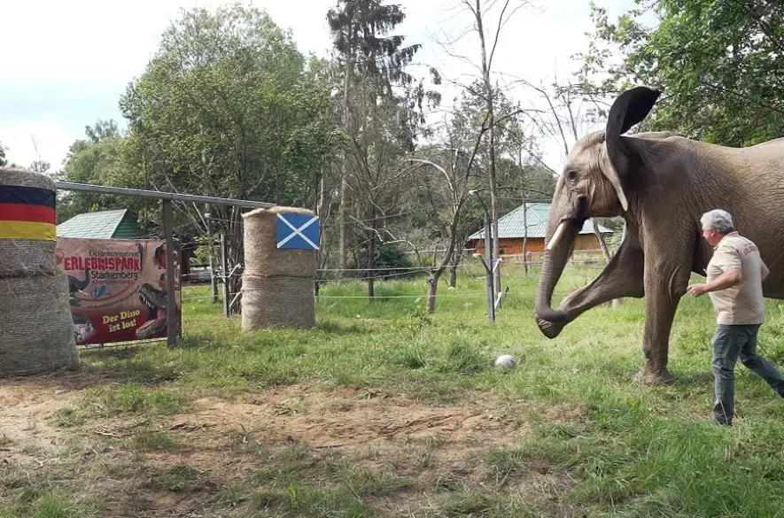 EURO má svoju vešticu. Nemci zdolajú Škótov, predpovedá slonica Bubi +VIDEO