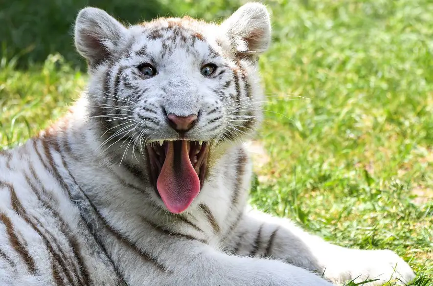 ZOO Bojnice: Samec tigra z nelegálneho chovu zahynul