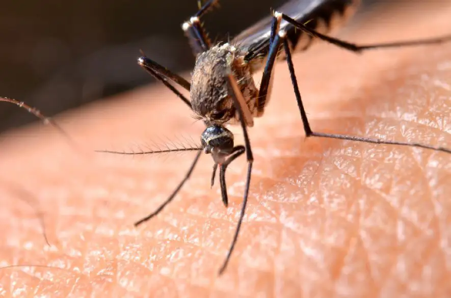 ÚVZ: Veľké množstvo komárích bodnutí vyvoláva nervozitu