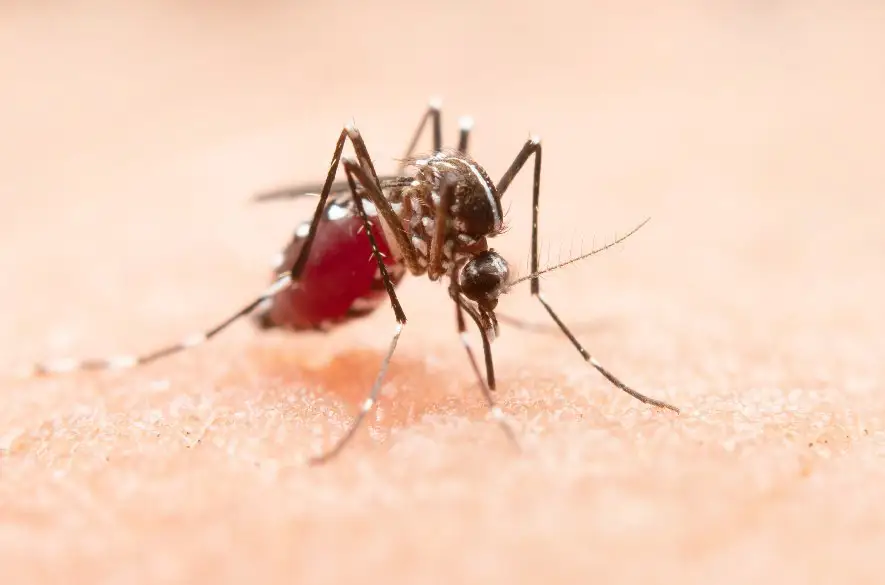 Už 5 prípadov horúčky dengue u nás