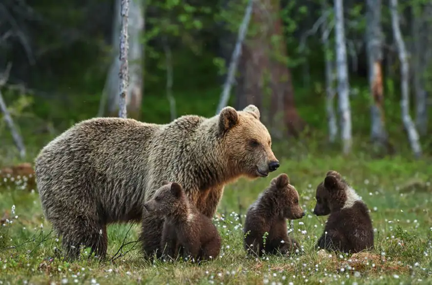 Envirorezort eviduje v tomto roku už 15 útokov medveďa na človeka