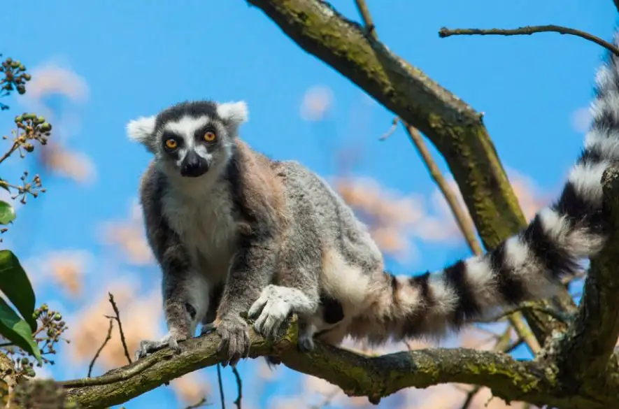 Lemury kata sa v bratislavskej Zoo majú na čo tešiť: Pripravili im výbeh na ostrove