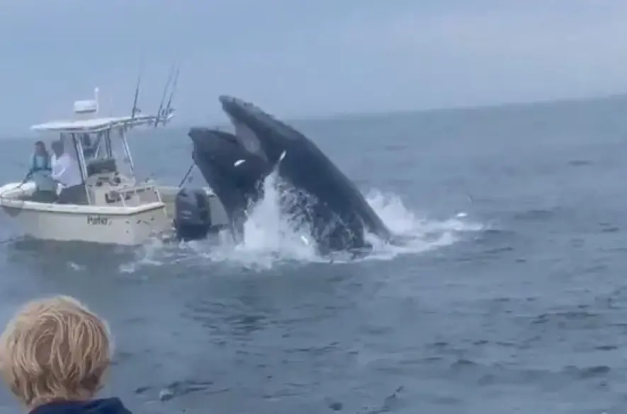 Veľryba blízko pobrežia New Hampshire prevrátila loď. Vo vode skončili dvaja ľudia +VIDEO