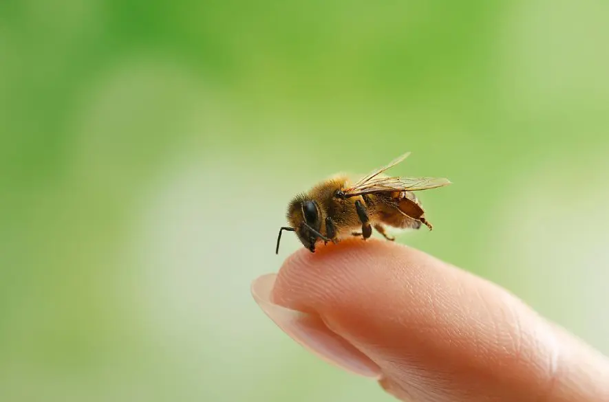 Uštipnutie včelou alebo osou? Alergológ radí, čo robiť