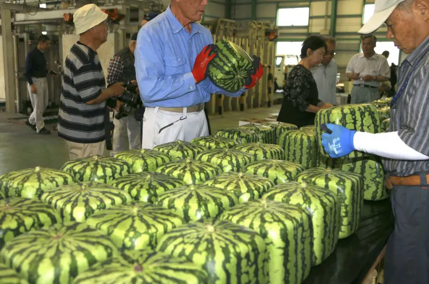 Stovky eur za melón? Vitajte v Japonsku, kde toto nie je novinkou ale bežným zvykom