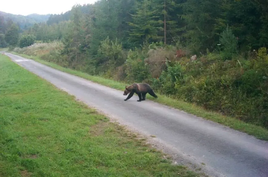 Obce na Slovensku varujú obyvateľov. Na týchto miestach sa pohybujú medvede!