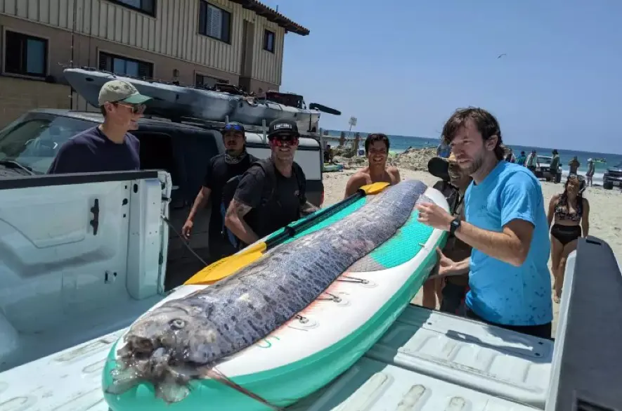 Na brehoch San Diega vylovili ohromnú 3,5 metrovú rybu „súdneho dňa“