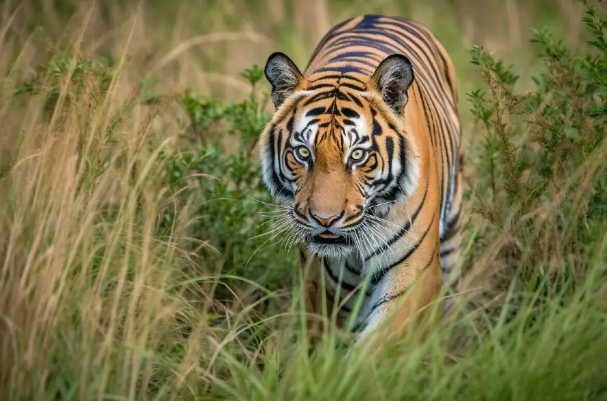 Známy cirkus príde o TIGRE! Kontrola našla šelmy zatvorené v KLIETKACH