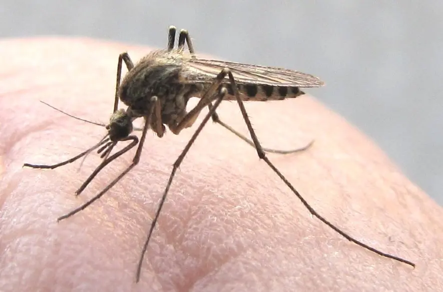 Vírusy západonílskej horúčky a Usutu na Slovensku: Hygienici a vedci si vzali komáre pod drobnohľad + FOTO