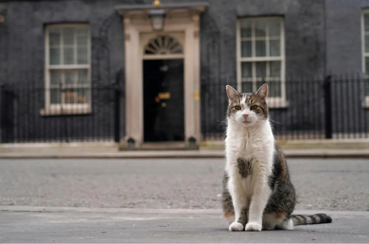 Downing Street pripravuje plány na oznámenie smrti kocúra Larryho