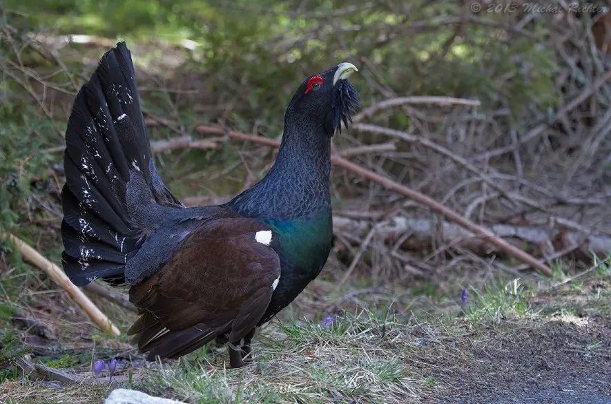 Muránska planina pod ochranou: Nový program boja za hlucháňa hôrneho