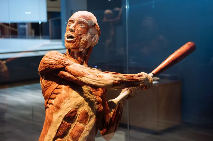 Kontroverzná výstava Body Worlds: Pokuta 30-tisíc, kritika pokračuje