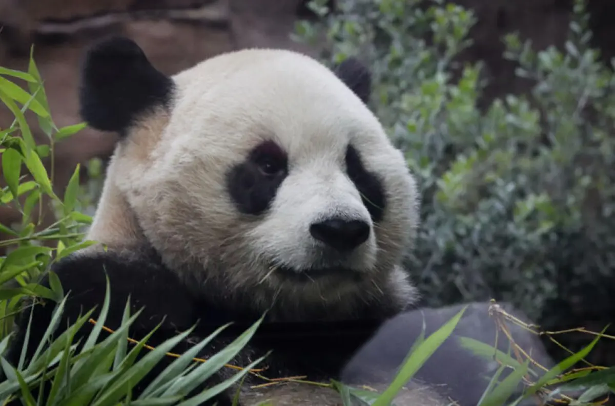 Fínska zoologická záhrada vráti svoje pandy veľké do Číny. Príčinou je inflácia