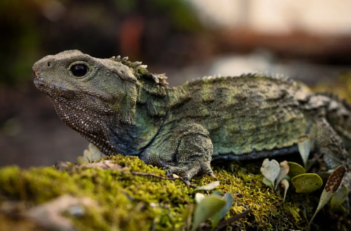 130-ročná tuatara Henry: Novozélandský plaz, ktorý fascinuje vedcov i verejnosť. Má 3. oko