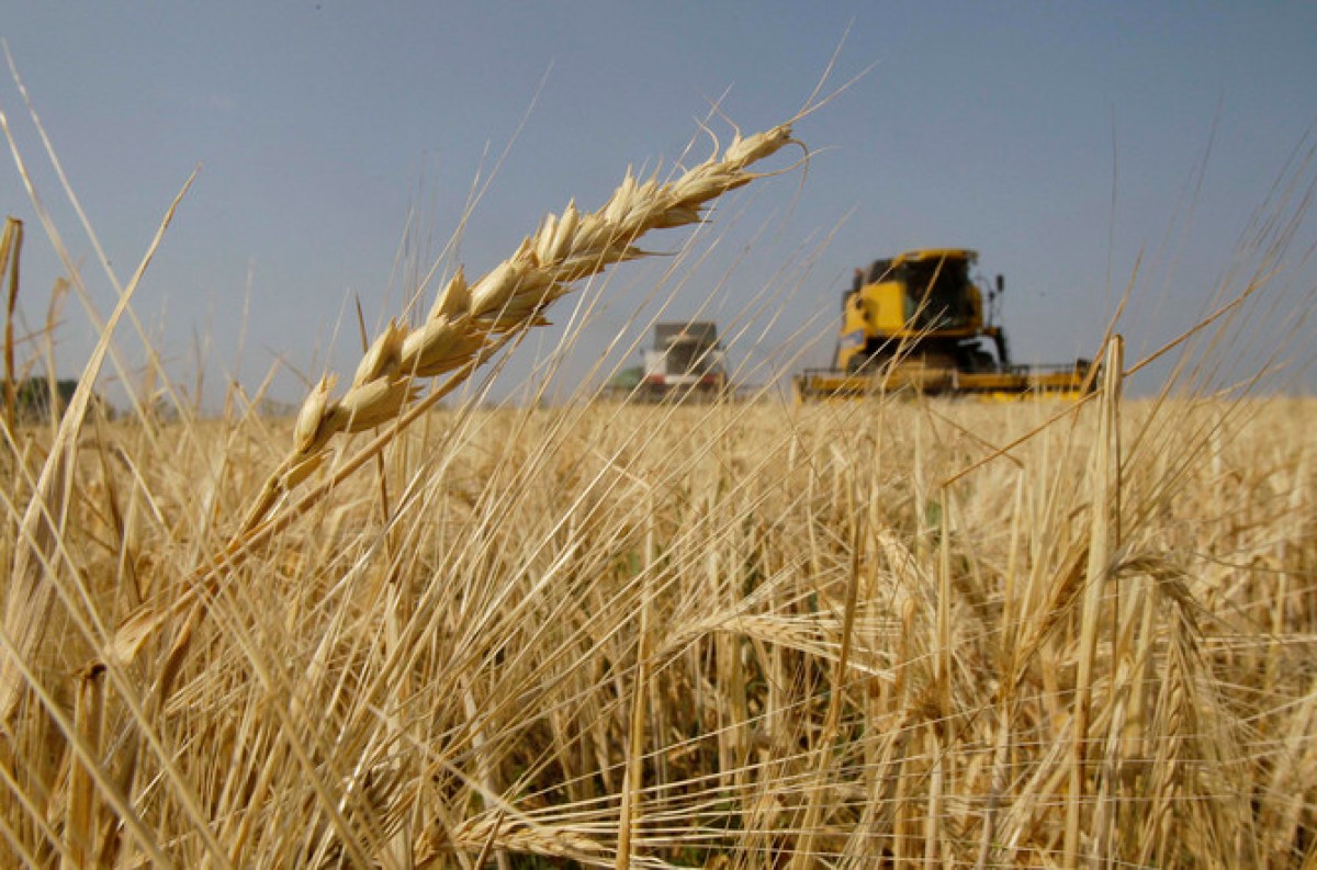 Irak čelí rekordnému prebytku pšenice, ale stratí takmer pol miliardy dolárov: Vláda platí vysokú cenu za podporu farmárov