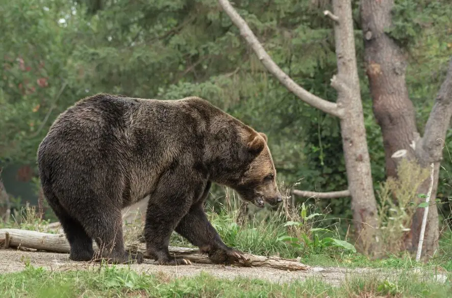 Dôležité tipy na bezpečné stretnutie s medveďom hnedým v prírode