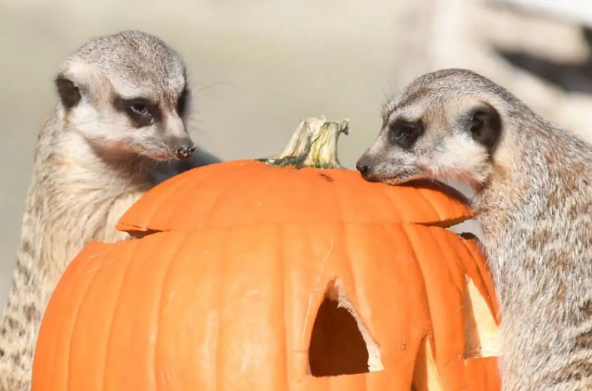 Košická ZOO: Zvieratá dostali maškrty servírované v halloweenských TEKVICIACH!