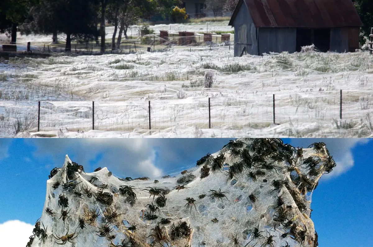 V Austrálii sú pršiace pavúky klasikou: Pri záplavách sa vynesú do neba, padnú a tvoria "hodvábnu trampolínu"