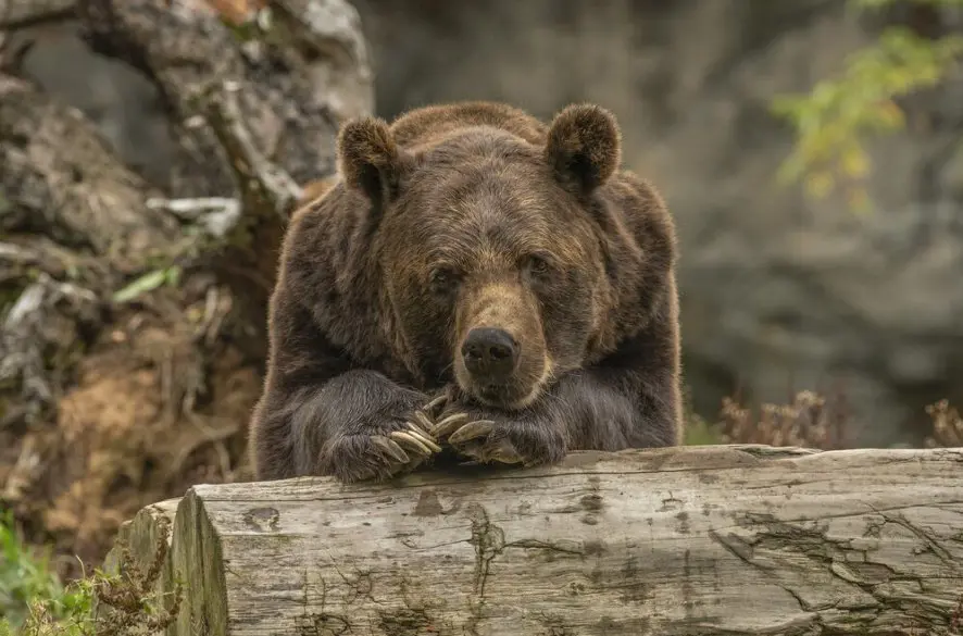 Žilina vyhlásila mimoriadnu situáciu pre medveďa hnedého, hliadky monitorujú mesto