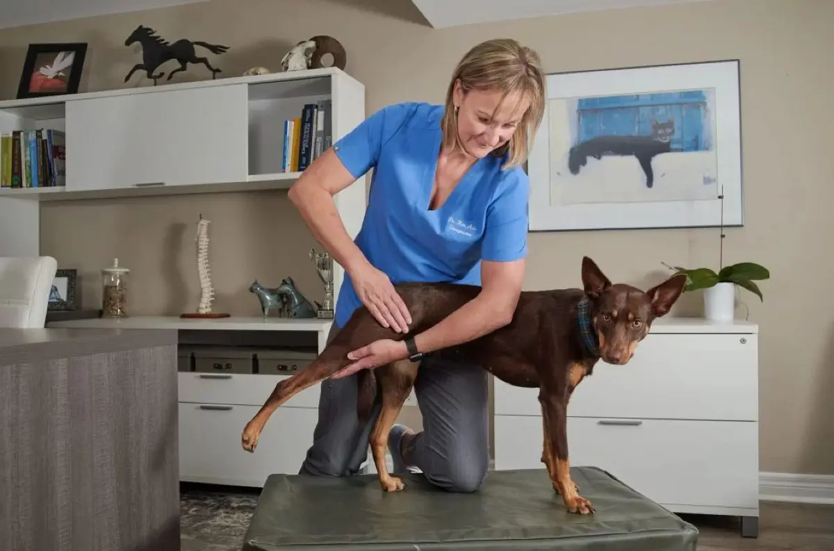 Chiropraktika pre zvieratá je rastúcim trendom v oblasti veterinárnej medicíny