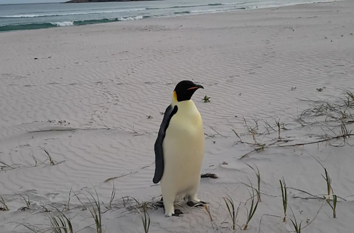 Prvý tučniak cisársky sa dostal z Antarktídy do Austrálie, našli ho živého na turistickej pláži