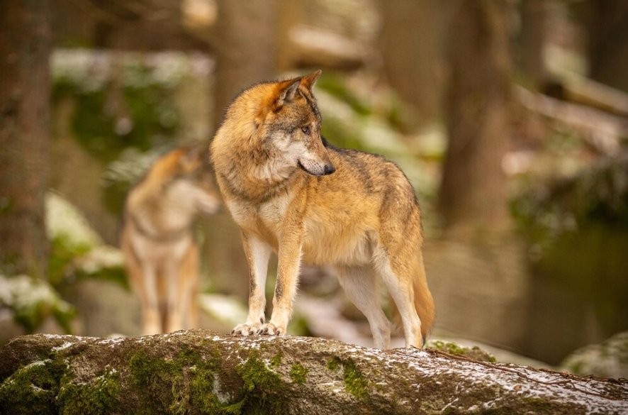 Nová vyhláška umožňuje lov vlkov: Sezóna 2025 s kvótou 74 jedincov  Perex: