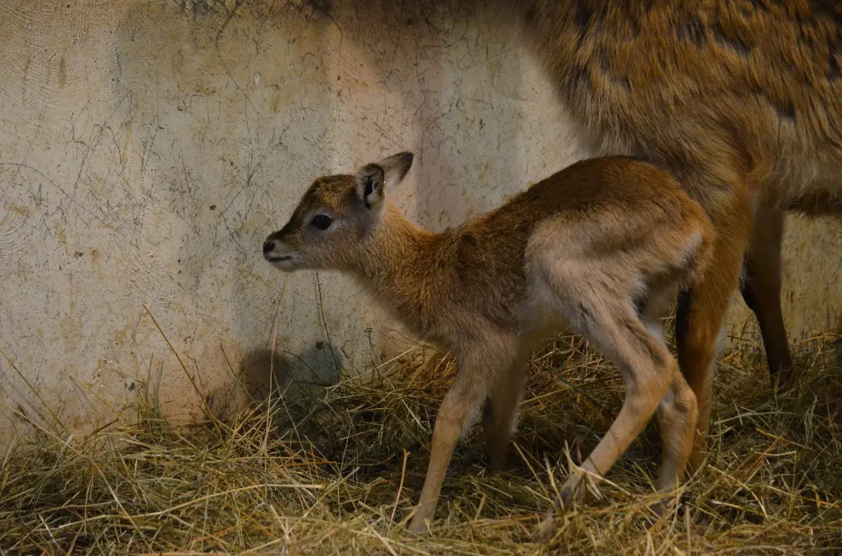 Košická zoo oslavuje novoročné prírastky: Osem nových mláďat obohatilo zbierku