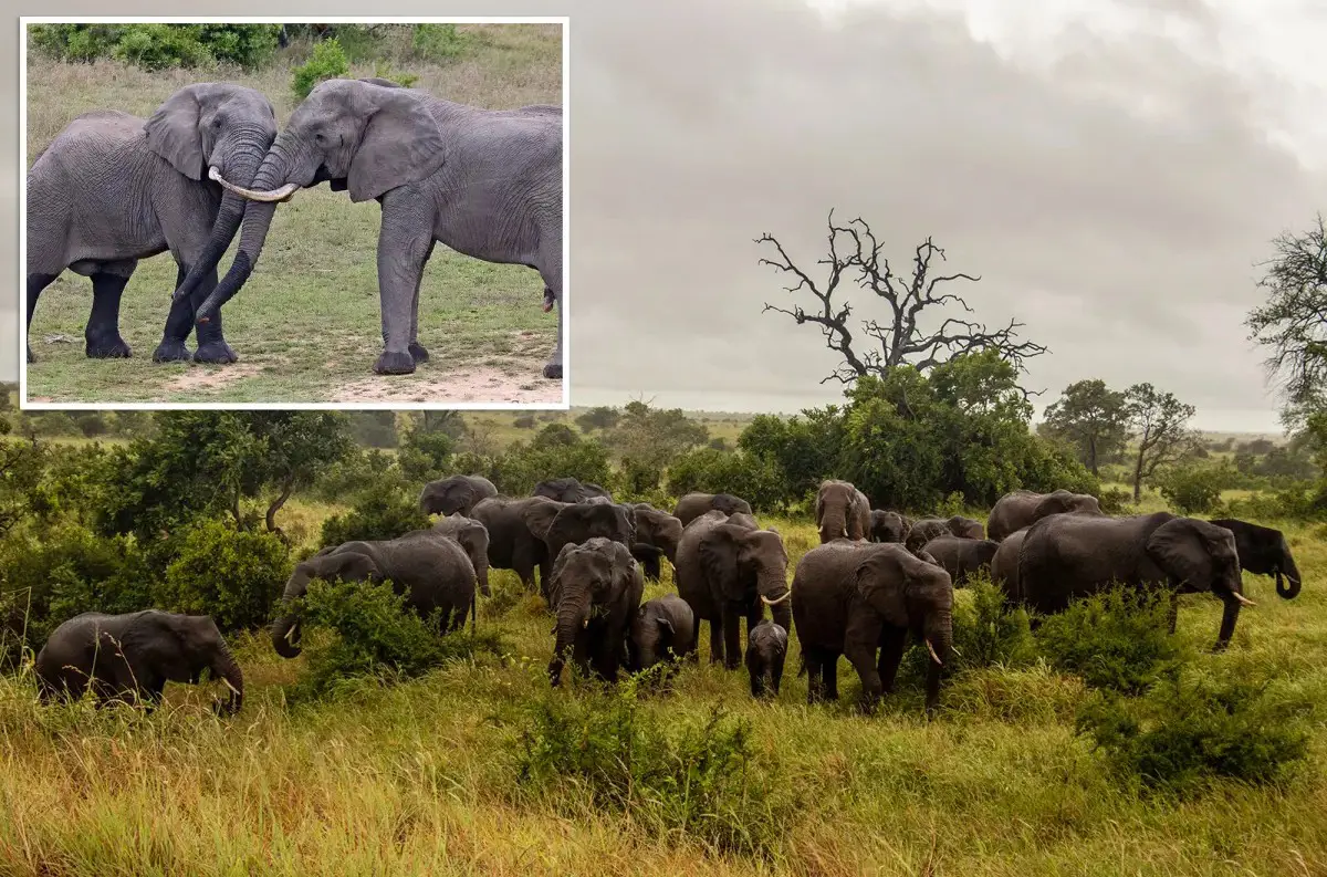 Tragédia v Krugerovom parku: Slon zašlapal turistu! + VIDEO