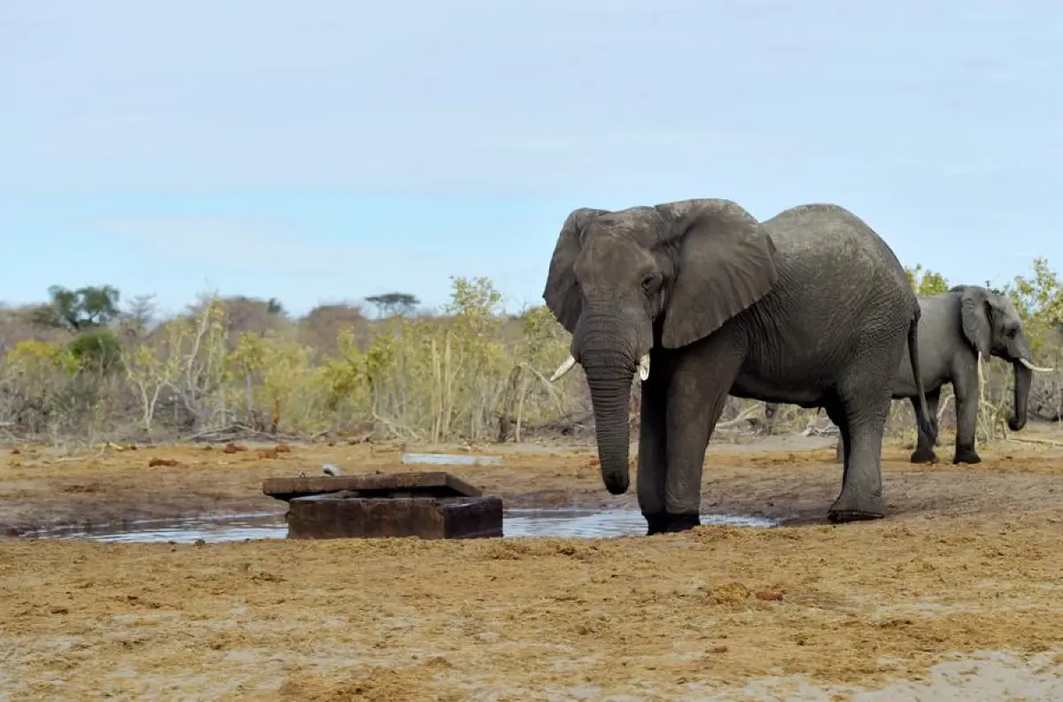 Botswana prehodnocuje politiku odškodňovania obetí konfliktu s divo žijúcimi zvieratami