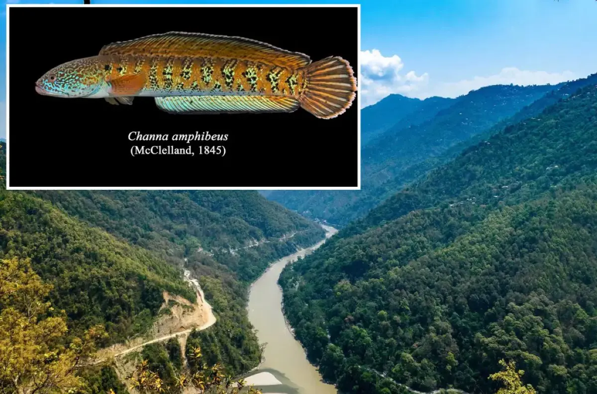Stratená ryba sa vracia: Chel snakehead po takmer storočí opäť