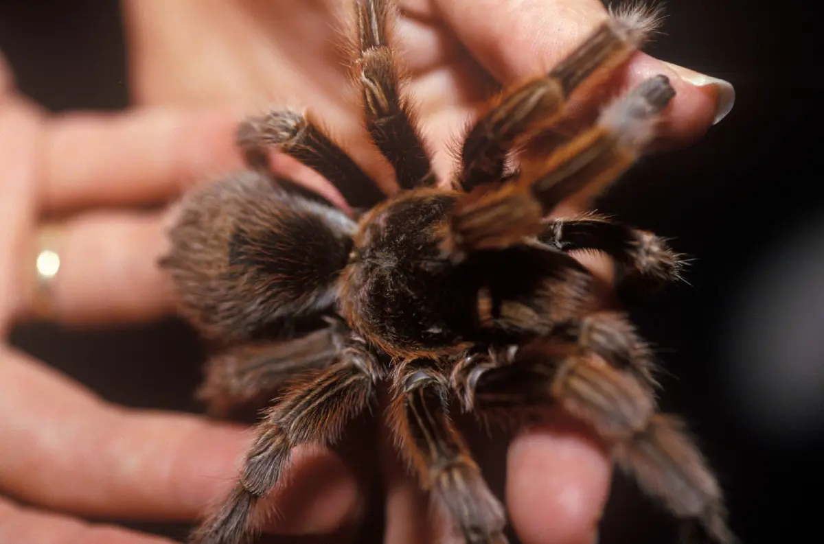 Dráma na palube: Uhryznutie TARANTULOU v lietadle!