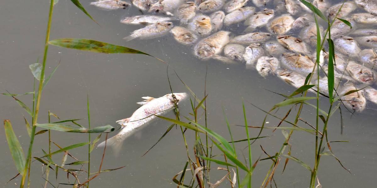 Katastrofa na Žitnom ostrove: V odvodňovacom kanáli uhynulo 1500 kilo rýb