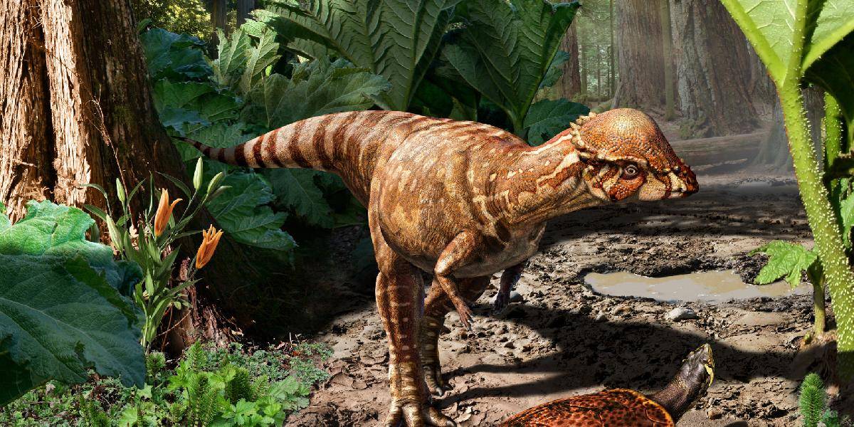 Objavili nový druh malého hrubohlavého dinosaura