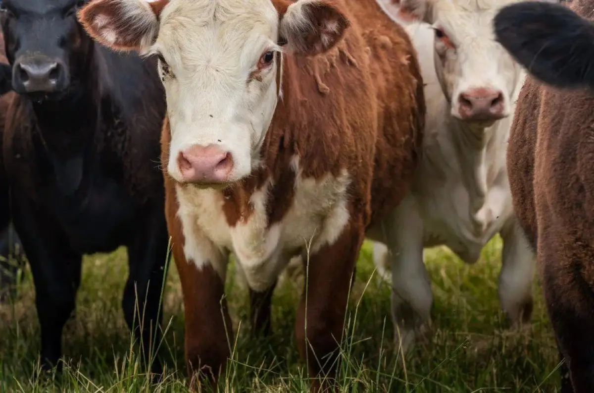 POPLACH medzi chorvátskymi farmármi: OBAVY zo šírenia slintačky a krívačky!  +VIDEO