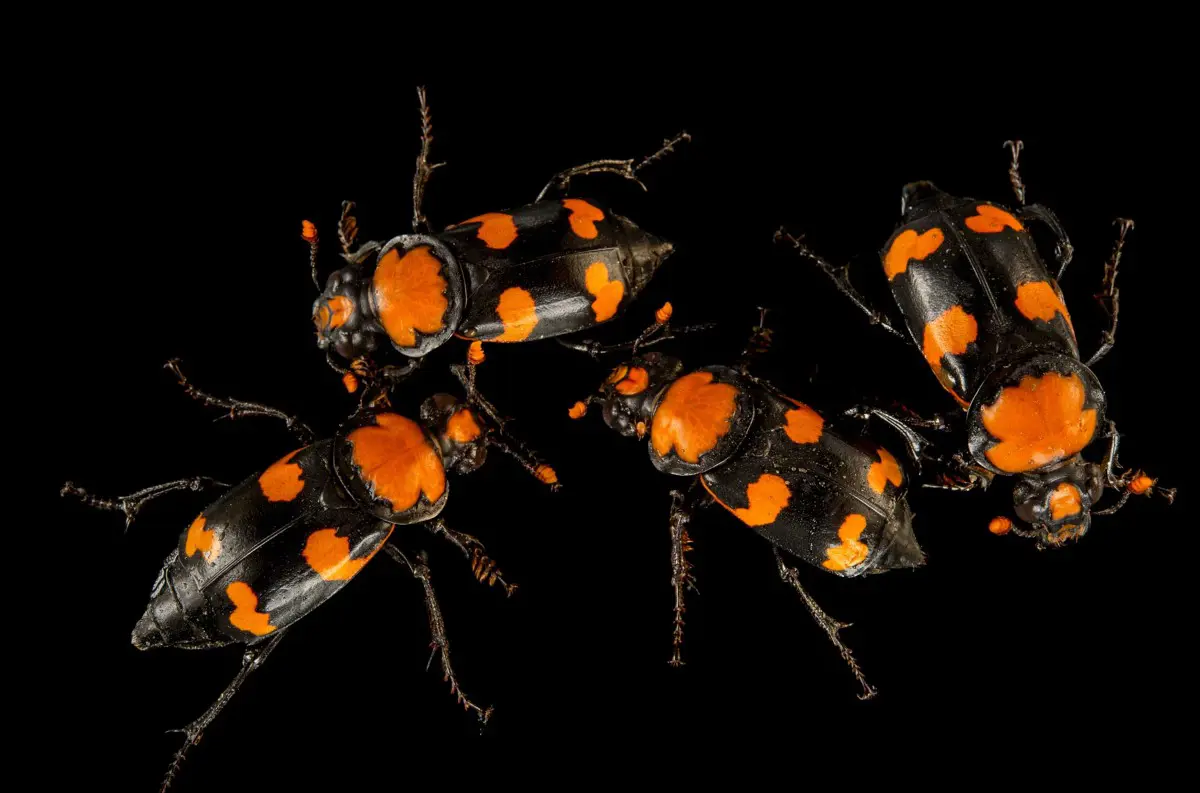 Sekréty ako prírodné antibiotiká? "Americký chrobák" by mohol pomôcť zdravotníctvu
