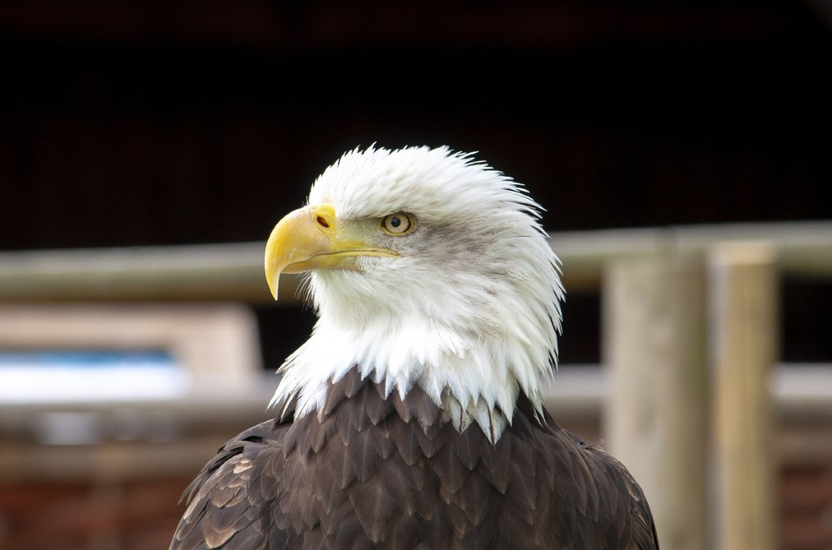 Košická zoo otvorila letnú sezónu a predstavila unikátnu voliéru pre dravce