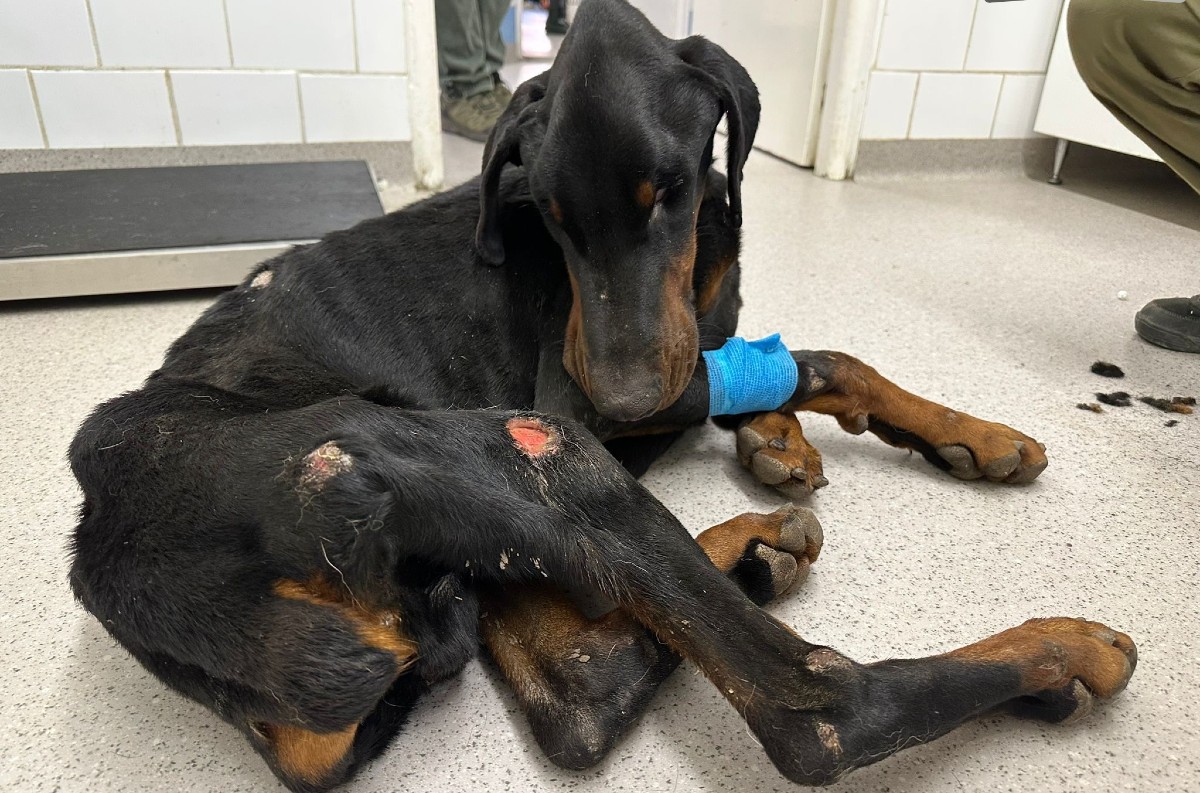Mladý muž z Galanty čelí obvineniu z týrania psa: Doberman prežil extrémne utrpenie