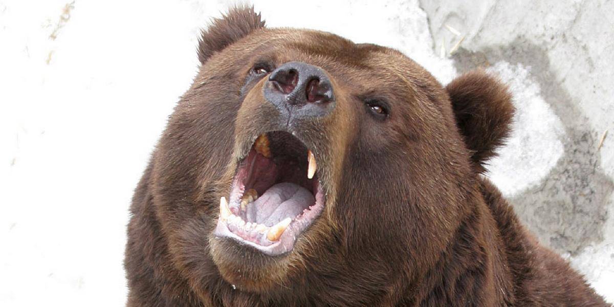 Mladík sa postavil medveďovi na odpor: Zachránil život kolegyni