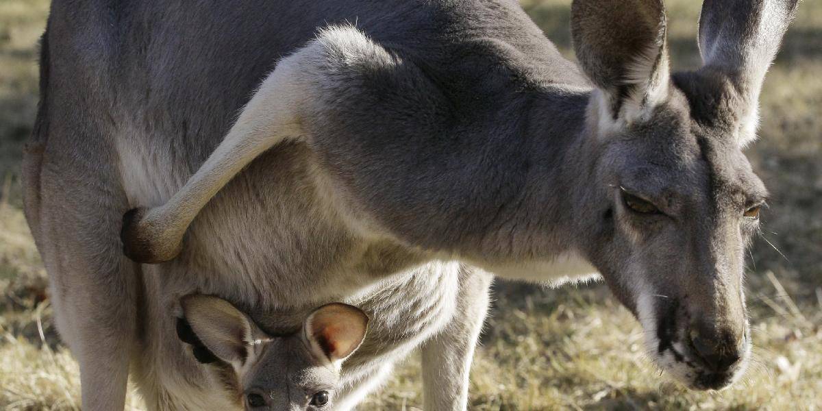 Kuriózna nehoda: Austrálskeho politika zrazila kengura
