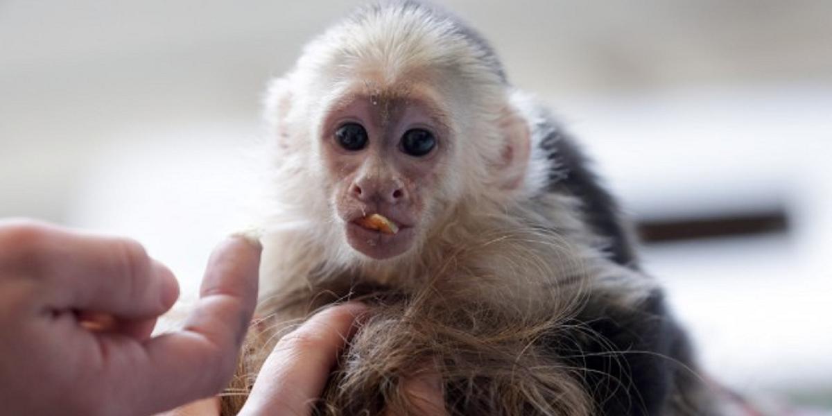 Opička Justina Biebera zostane v nemeckej zoo